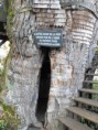 /album/galerie-de-photos-%3a-photos-arri%c3%a8re-pays-pictures-inland/alloueville-vieux-chene-chapel-jpg/