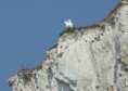 /album/galerie-de-photos-varengeville-sur-mer/st-marguerite-mouettes-sur-roches-jpg/